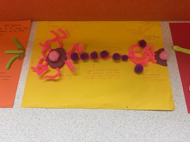 Neurons2