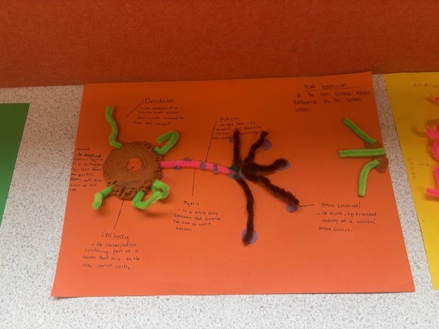 Neurons3