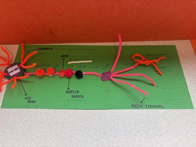 Neurons4