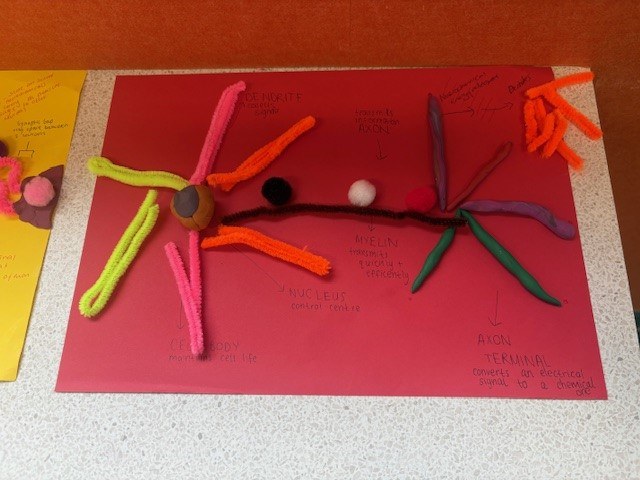 Neurons1
