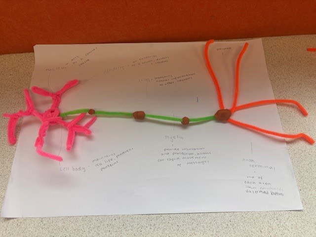 Neurons5