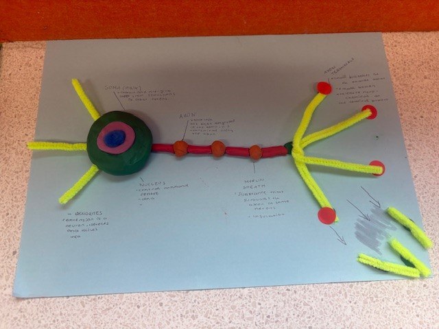 Neurons6