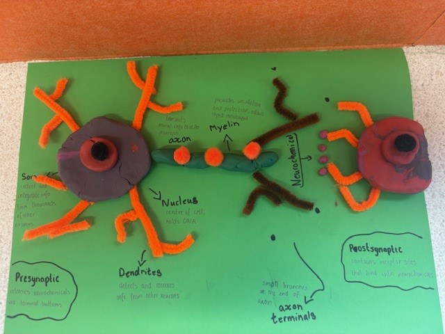 Neurons7